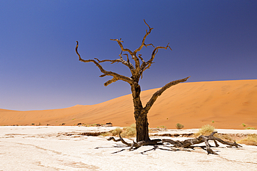 Dead Acacia Trees in Deadvlei Pan, Namib Naukluft Park, Namibia