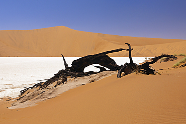 Dead Acacia Trees in Deadvlei Pan, Namib Naukluft Park, Namibia