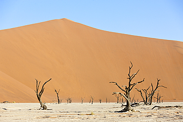 Dead Acacia Trees in Deadvlei Pan, Namib Naukluft Park, Namibia