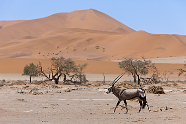 South African Oryx in Sossusvlei, Oryx gazella, Namib Naukluft Park, Namibia