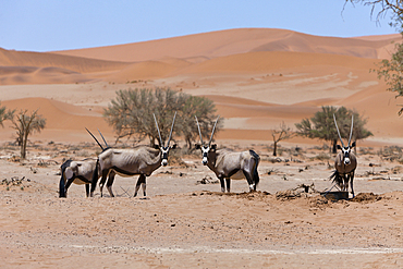 South African Oryx in Sossusvlei, Oryx gazella, Namib Naukluft Park, Namibia