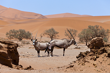 South African Oryx in Sossusvlei, Oryx gazella, Namib Naukluft Park, Namibia