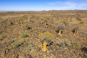 Impressions of Quivertree Forest, Aloidendron dichotomum, Keetmanshoop, Namibia