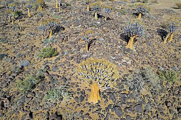 Impressions of Quivertree Forest, Aloidendron dichotomum, Keetmanshoop, Namibia