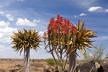 Impressions of Quivertree Forest, Aloidendron dichotomum, Keetmanshoop, Namibia