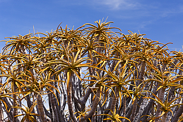 Tree crown of a Quivertree, Aloidendron dichotomum, Keetmanshoop, Namibia