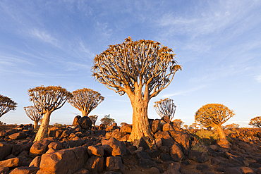 Quivertree Forest at Sunset, Aloidendron dichotomum, Keetmanshoop, Namibia