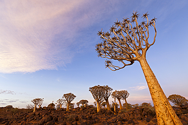 Quivertree Forest at Sunset, Aloidendron dichotomum, Keetmanshoop, Namibia