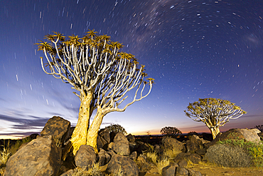 Milky Way over Quivertree Forest at Night, Aloidendron dichotomum, Keetmanshoop, Namibia