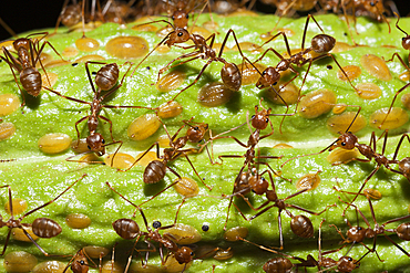 Ants on Cacao Fruit, Formicidae, Kimbe Bay, New Britain, Papua New Guinea