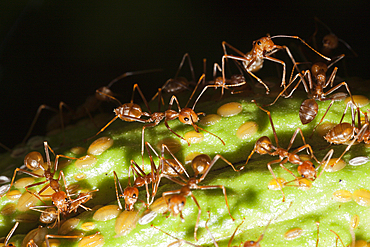 Ants on Cacao Fruit, Formicidae, Kimbe Bay, New Britain, Papua New Guinea