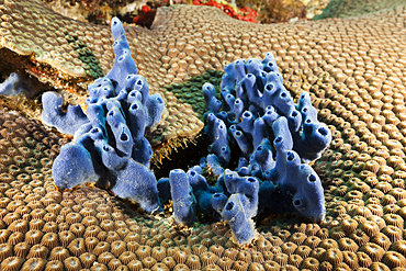 Blue Sea Sponge in Coral Reef, Porifera, Kimbe Bay, New Britain, Papua New Guinea