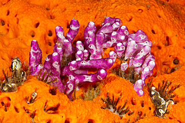 Pink Didemnum, Didemnum moseleyi, Kimbe Bay, New Britain, Papua New Guinea