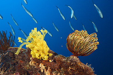 Crinoids in Coral Reef, Comanthina schlegeli, Kimbe Bay, New Britain, Papua New Guinea