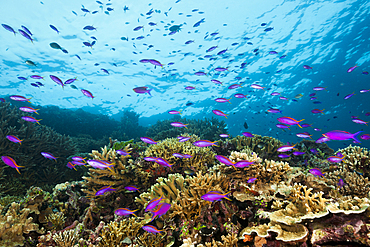 Purple Anthias over Coral Reef, Pseudanthias tuka, Kimbe Bay, New Britain, Papua New Guinea