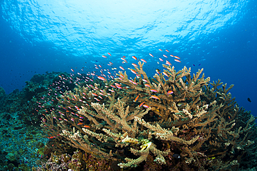 Pacific Anthias over Coral Reef, Pseudanthias cheirospilos, Kimbe Bay, New Britain, Papua New Guinea