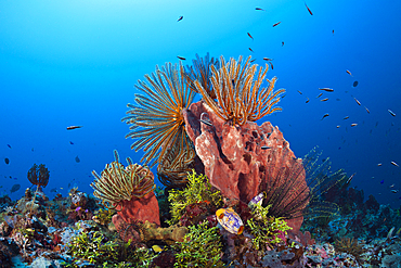 Crinoids in Coral Reef, Comanthina schlegeli, Kimbe Bay, New Britain, Papua New Guinea