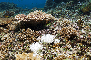 Coral Bleaching, Acropora, Kimbe Bay, New Britain, Papua New Guinea