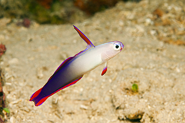 Decorated Dartfish, Nemateleotris decora, Kimbe Bay, New Britain, Papua New Guinea