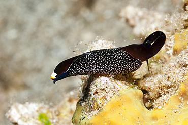 Black Headshield Slug, Chelidonura inornata, Kimbe Bay, New Britain, Papua New Guinea