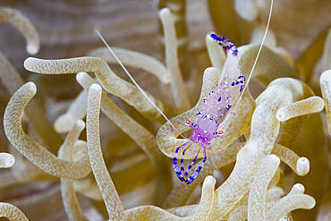 Commensal Shrimp in Sea anemone, Periclimenes tosaensis, Kimbe Bay, New Britain, Papua New Guinea