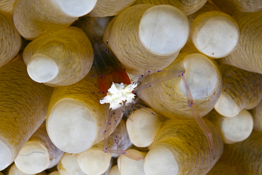 Commensal Shrimp in Sea anemone, Periclimenes kororensis, Kimbe Bay, New Britain, Papua New Guinea