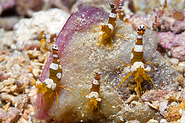 Ambonian Shrimp, Thor amboinensis, Kimbe Bay, New Britain, Papua New Guinea