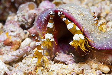 Ambonian Shrimp, Thor amboinensis, Kimbe Bay, New Britain, Papua New Guinea