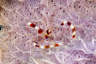 Banded Cleaner Shrimp, Stenopus hispidus, Kimbe Bay, New Britain, Papua New Guinea