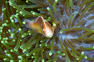 Pink anemonefish in Sea anemone, Amphiprion perideraion, Kimbe Bay, New Britain, Papua New Guinea