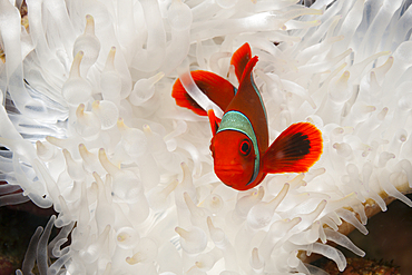 Spinecheek Clownfish, Premnas aculeatus, Kimbe Bay, New Britain, Papua New Guinea