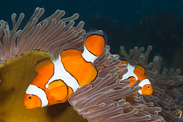 Clown Anemonefish, Amphiprion ocellaris, Kimbe Bay, New Britain, Papua New Guinea