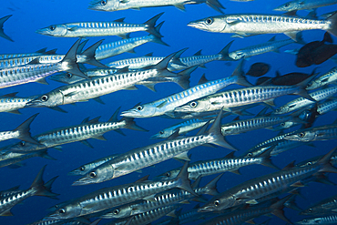 Shoal of Blackfin Barracuda, Sphyraena qenie, Kimbe Bay, New Britain, Papua New Guinea