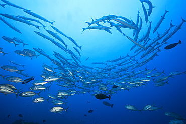 Shoal of Blackfin Barracuda, Sphyraena qenie, Kimbe Bay, New Britain, Papua New Guinea