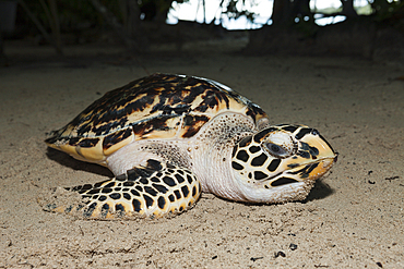 Hawksbill Sea Turtle, Eretmochelys imbricata, New Ireland, Papua New Guinea