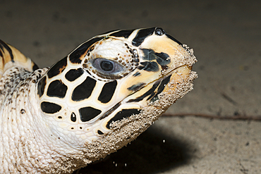 Hawksbill Sea Turtle, Eretmochelys imbricata, New Ireland, Papua New Guinea