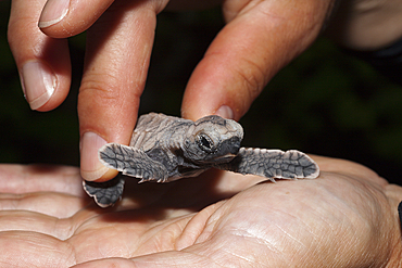 Sea Turtle Conservation program, Eretmochelys imbricata, New Ireland, Papua New Guinea