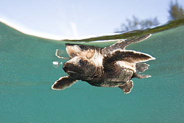 Hawksbill Turtle hatchling paddles away from shore, Eretmochelys imbricata, New Ireland, Papua New Guinea