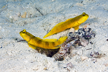 Pair of Yellow Prawn Goby, Cryptocentrus cinctus, New Ireland, Papua New Guinea