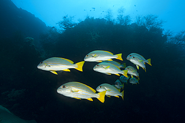 Shoal of Celebes Sweetlips, Plectorhinchus chrysotaenia, New Ireland, Papua New Guinea