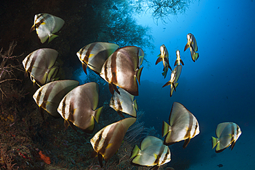 Shoal of Longfin Batfish, Platax teira, New Ireland, Papua New Guinea