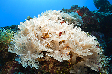 Soft Coral Polyps, Anthelia sp., New Ireland, Papua New Guinea