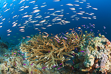 Fusiliers over Coral Reef, New Ireland, Papua New Guinea