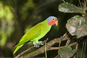 Red-cheeked Parrot, Geoffroyus geoffroyi, Papua New Guinea