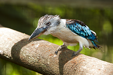 Blue-wing Kookaburra, Dacelo leachii, Papua New Guinea