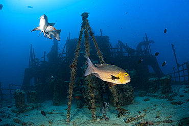 Stern of Maldive Victory Wreck, Hulhule, North Male Atoll, Maldives