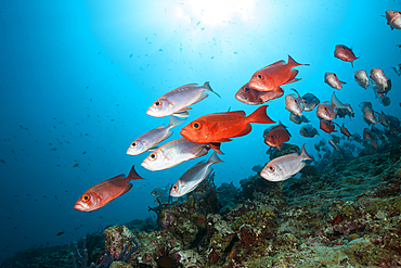 Shoal of Crescent-tail Bigeye, Priacanthus hamrur, North Male Atoll, Indian Ocean, Maldives