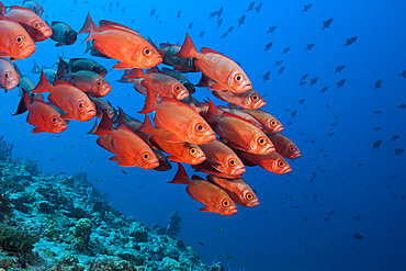 Shoal of Crescent-tail Bigeye, Priacanthus hamrur, North Male Atoll, Indian Ocean, Maldives