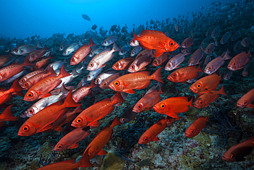 Shoal of Crescent-tail Bigeye, Priacanthus hamrur, North Male Atoll, Indian Ocean, Maldives