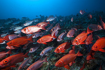 Shoal of Crescent-tail Bigeye, Priacanthus hamrur, North Male Atoll, Indian Ocean, Maldives